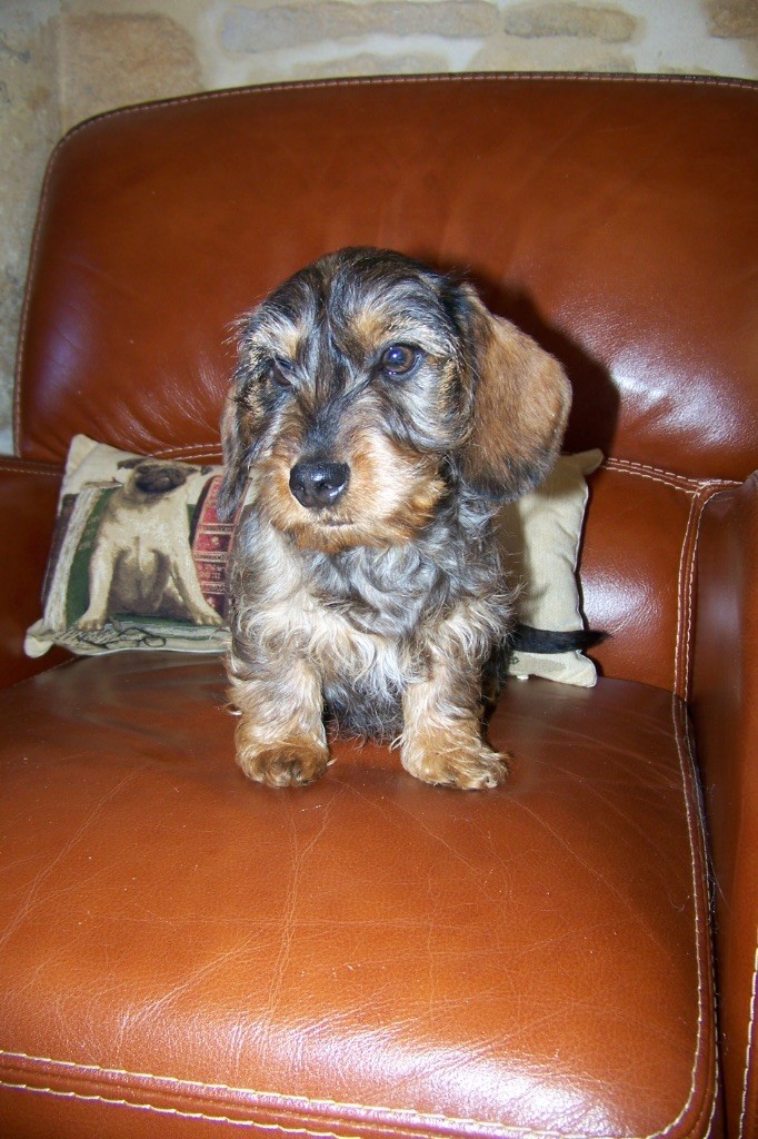 Chiot Teckel poil dur Du logis de beaumanoir