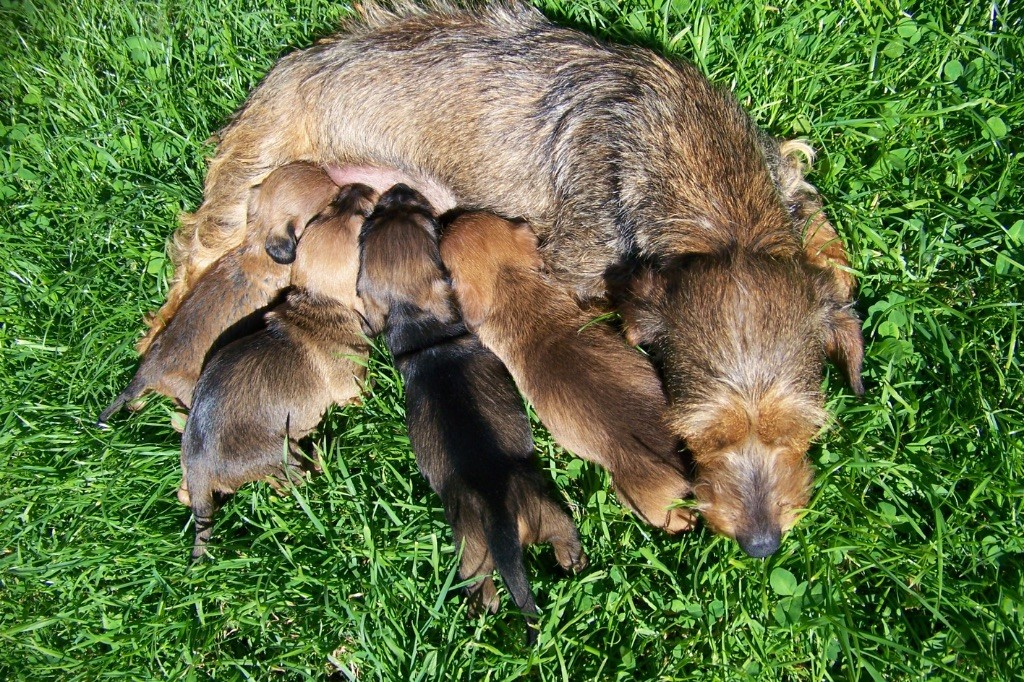 Chiot Teckel poil dur Du logis de beaumanoir