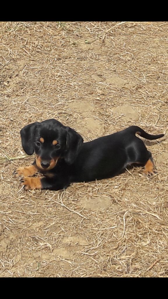 Chiot Teckel poil dur Du logis de beaumanoir
