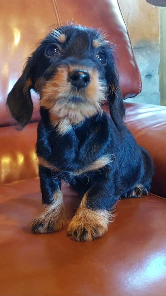 Chiot Teckel poil dur Du logis de beaumanoir