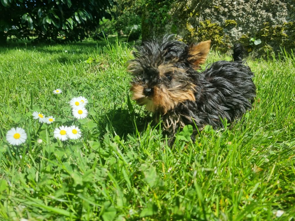 Du logis de beaumanoir - Chiots disponibles - Yorkshire Terrier
