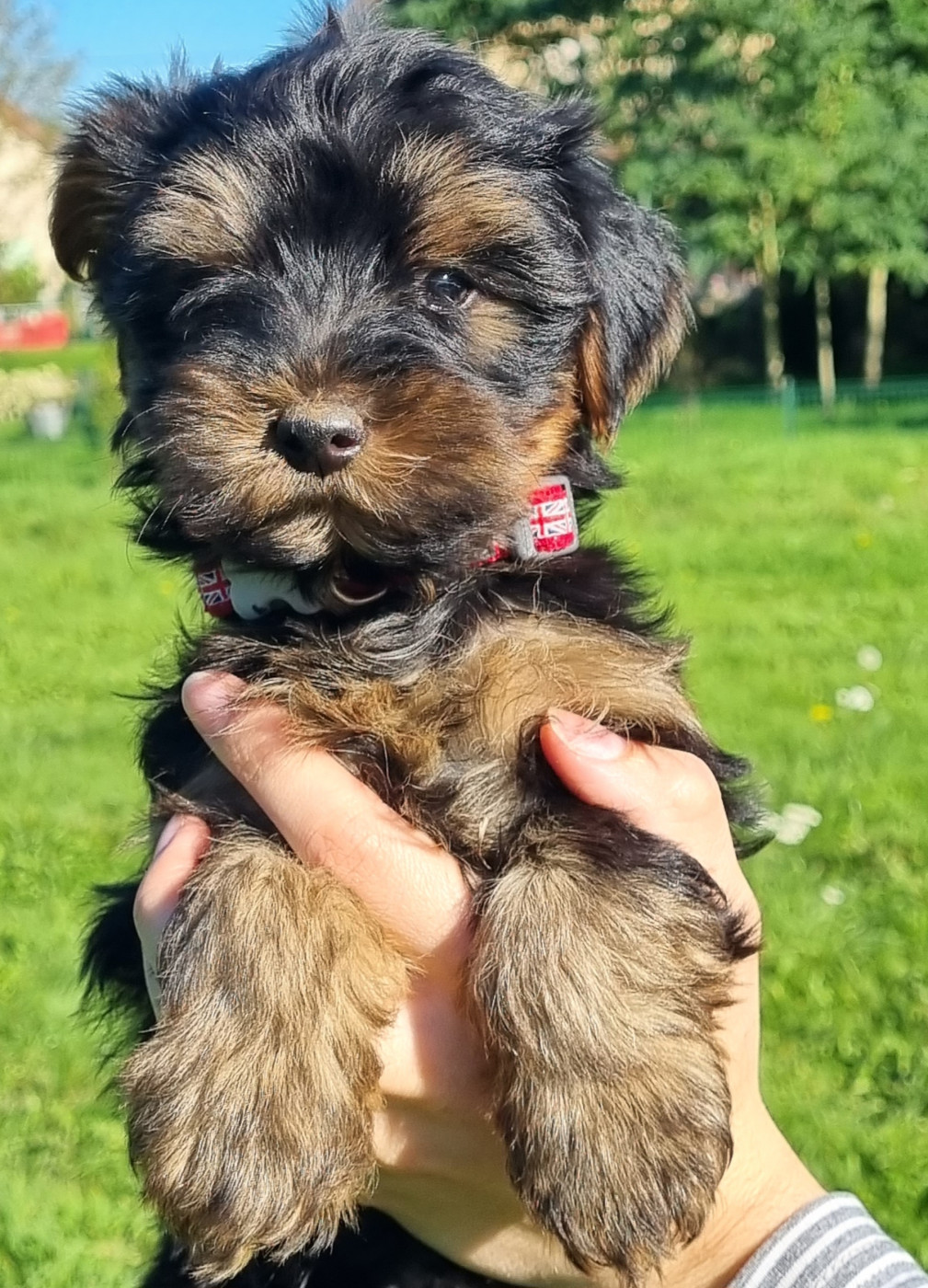 Du logis de beaumanoir - Chiots disponibles - Yorkshire Terrier