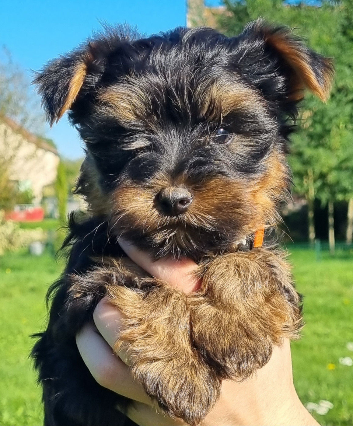 Du logis de beaumanoir - Chiots disponibles - Yorkshire Terrier