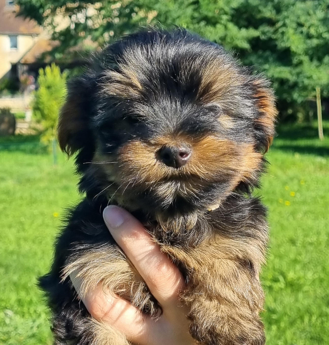 Du logis de beaumanoir - Chiots disponibles - Yorkshire Terrier