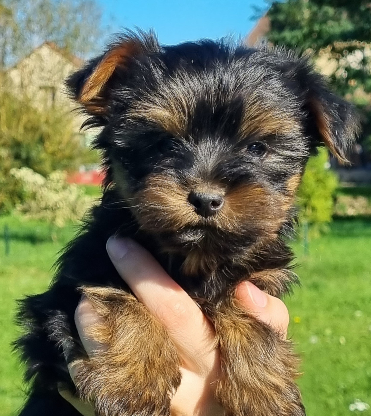 Du logis de beaumanoir - Chiots disponibles - Yorkshire Terrier