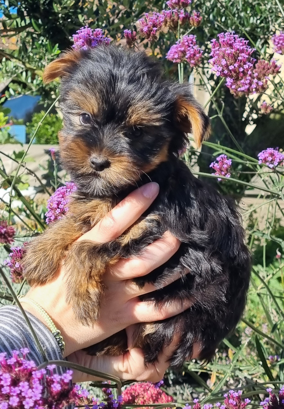 Du logis de beaumanoir - Chiots disponibles - Yorkshire Terrier