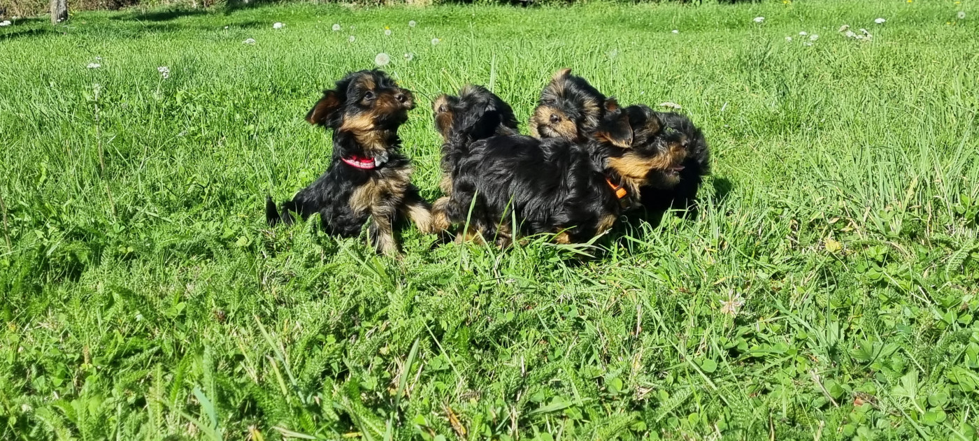 Chiot Yorkshire Terrier Du logis de beaumanoir