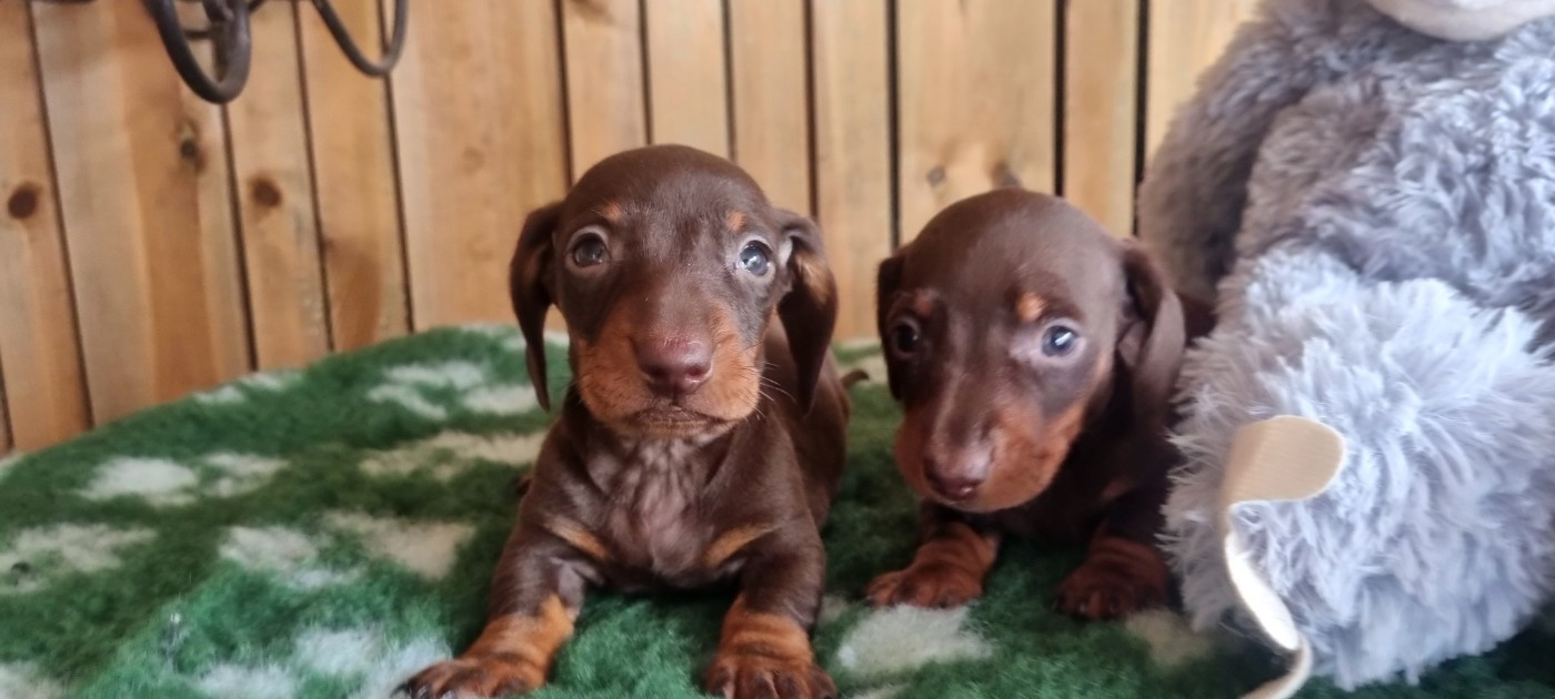Du logis de beaumanoir - Chiots disponibles - Teckel poil ras