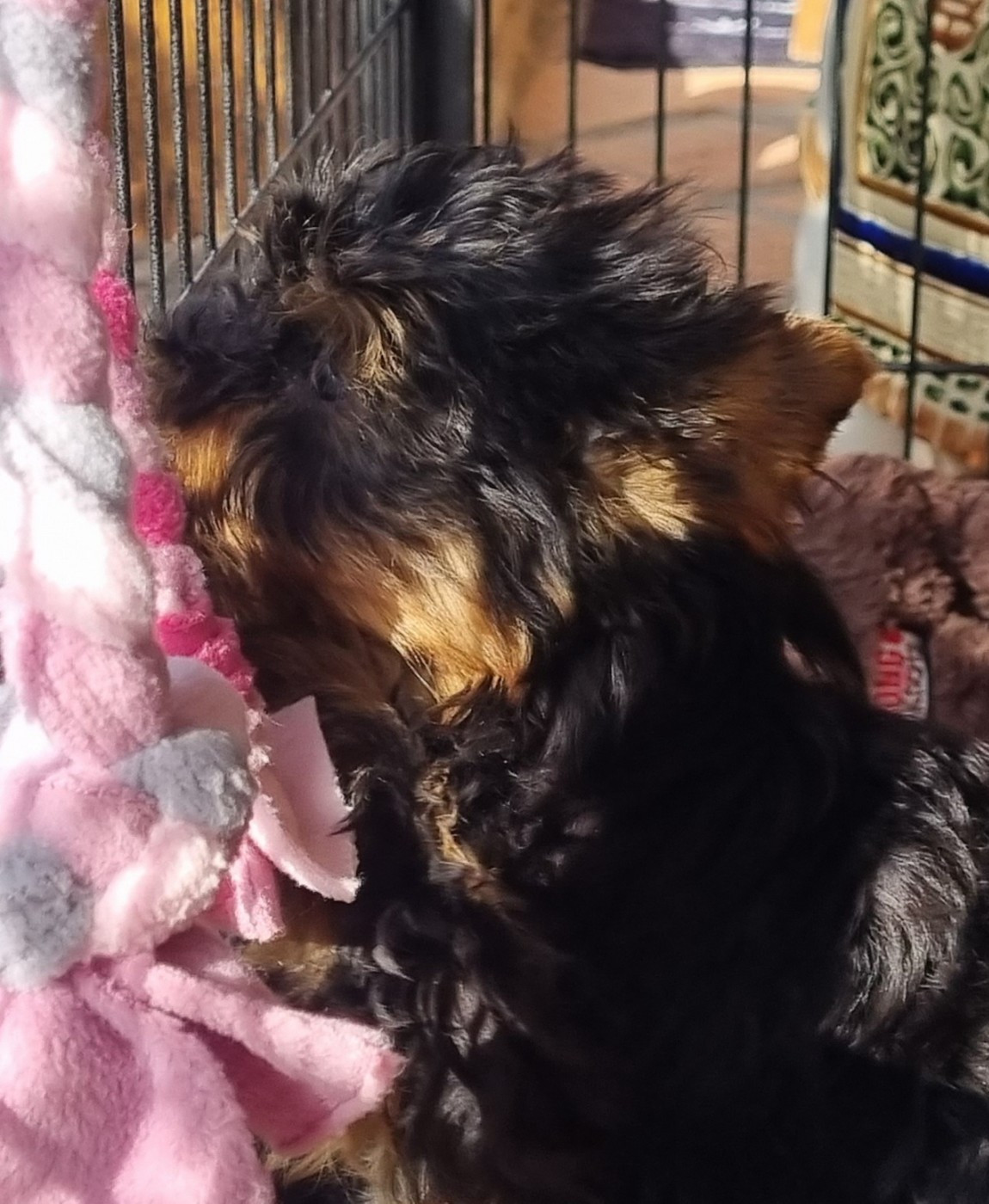 Du logis de beaumanoir - Chiots disponibles - Yorkshire Terrier