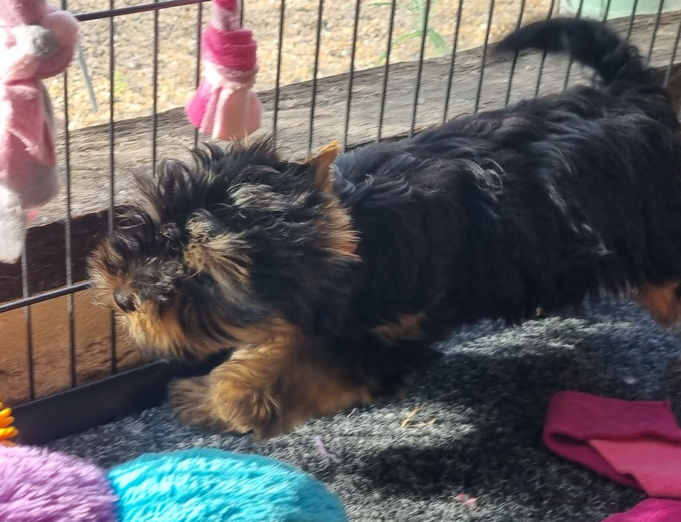 Du logis de beaumanoir - Yorkshire Terrier - Portée née le 02/08/2025