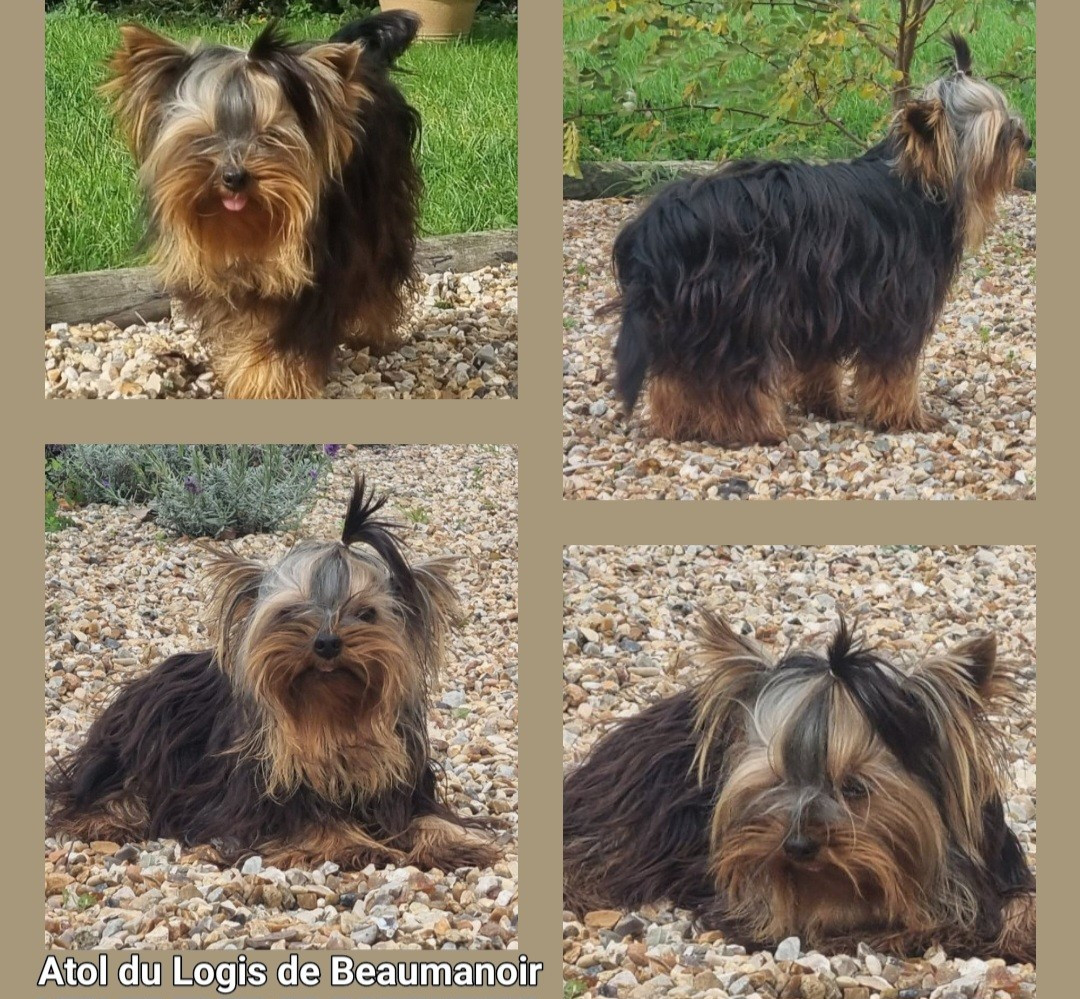 Du logis de beaumanoir - Chiots disponibles - Yorkshire Terrier