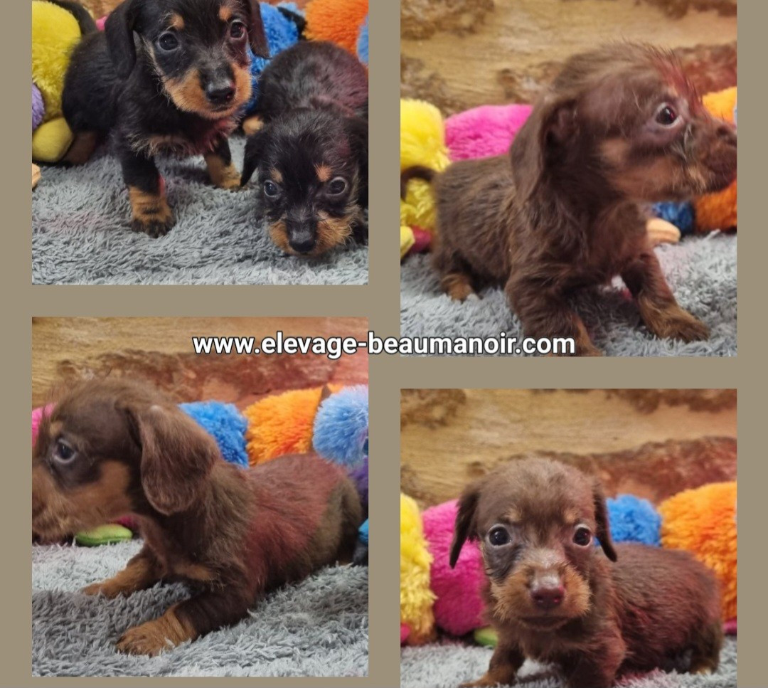 Chiot Teckel poil dur Du logis de beaumanoir