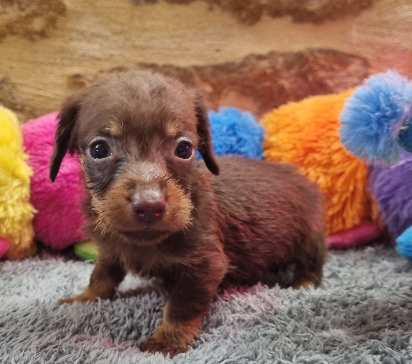Du logis de beaumanoir - Chiots disponibles - Teckel poil dur