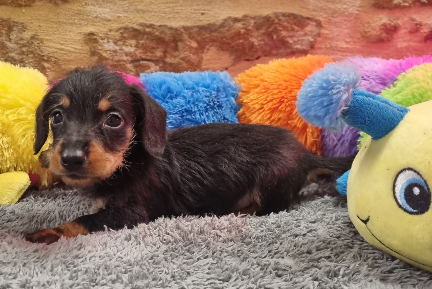 Du logis de beaumanoir - Chiots disponibles - Teckel poil dur