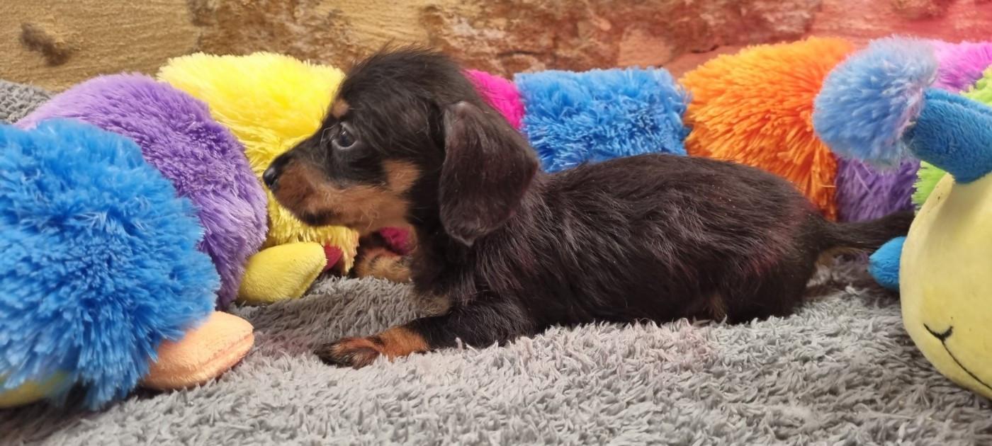 Du logis de beaumanoir - Chiots disponibles - Teckel poil dur