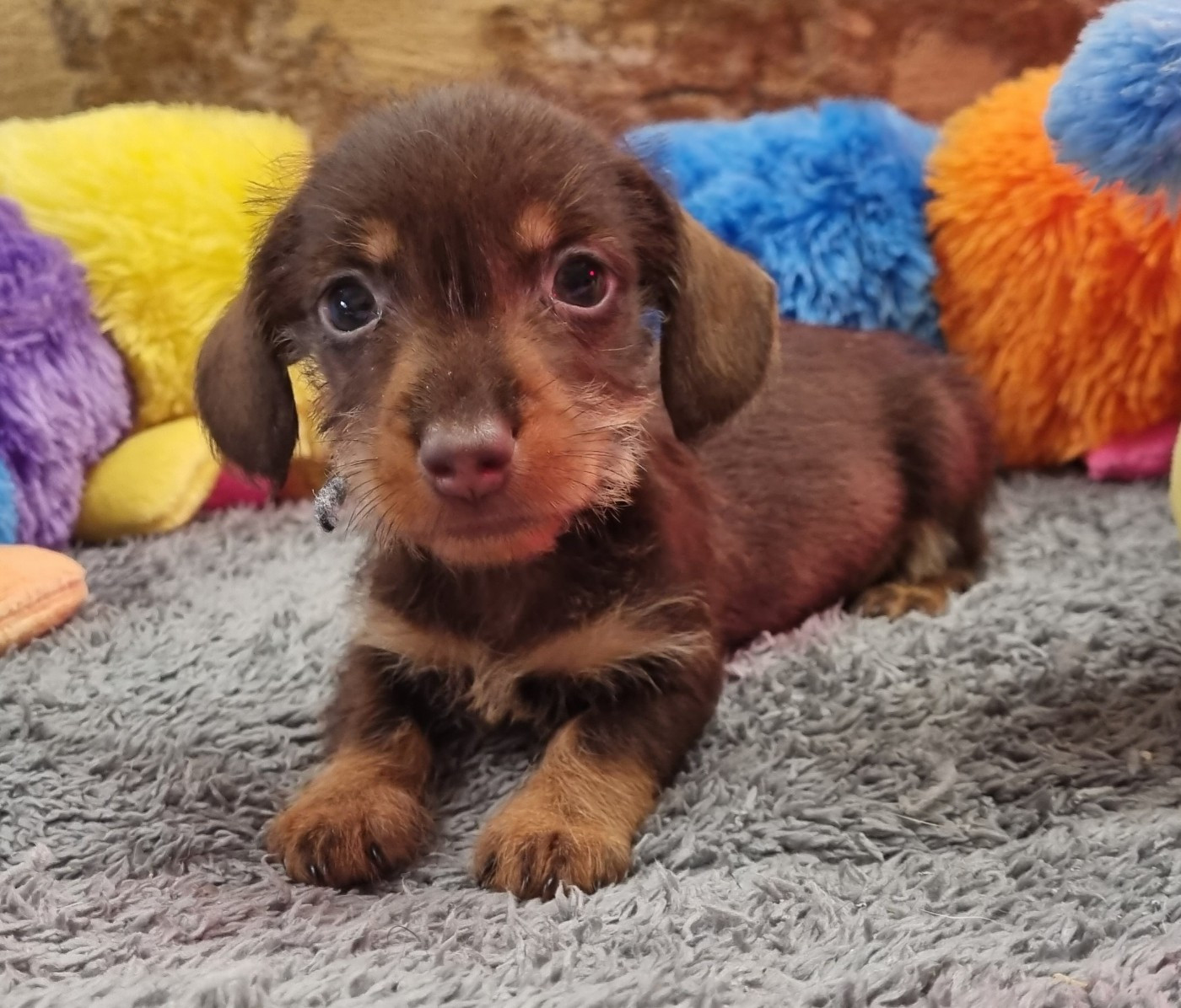Du logis de beaumanoir - Chiots disponibles - Teckel poil dur
