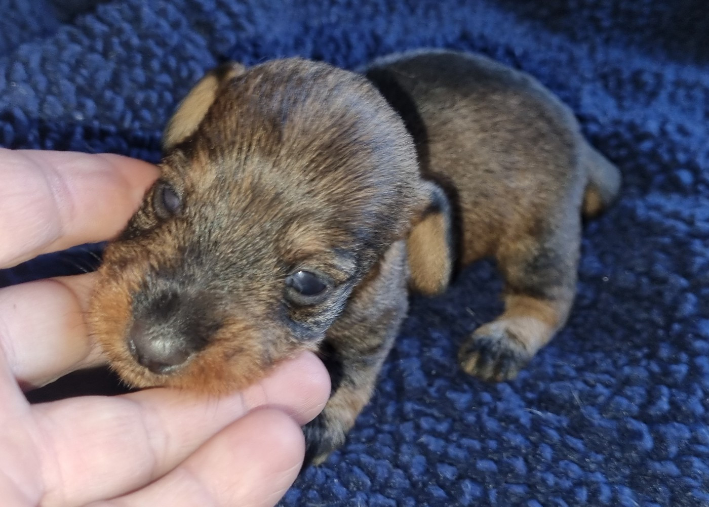 Du logis de beaumanoir - Chiots disponibles - Teckel poil dur