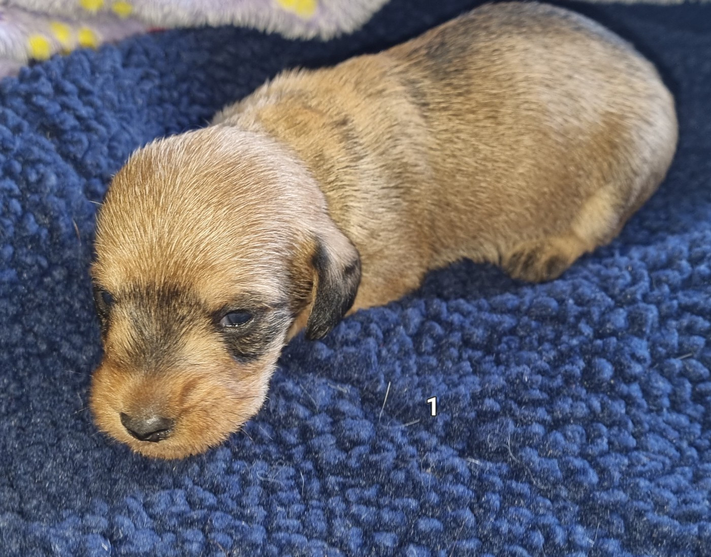 Du logis de beaumanoir - Chiots disponibles - Teckel poil dur