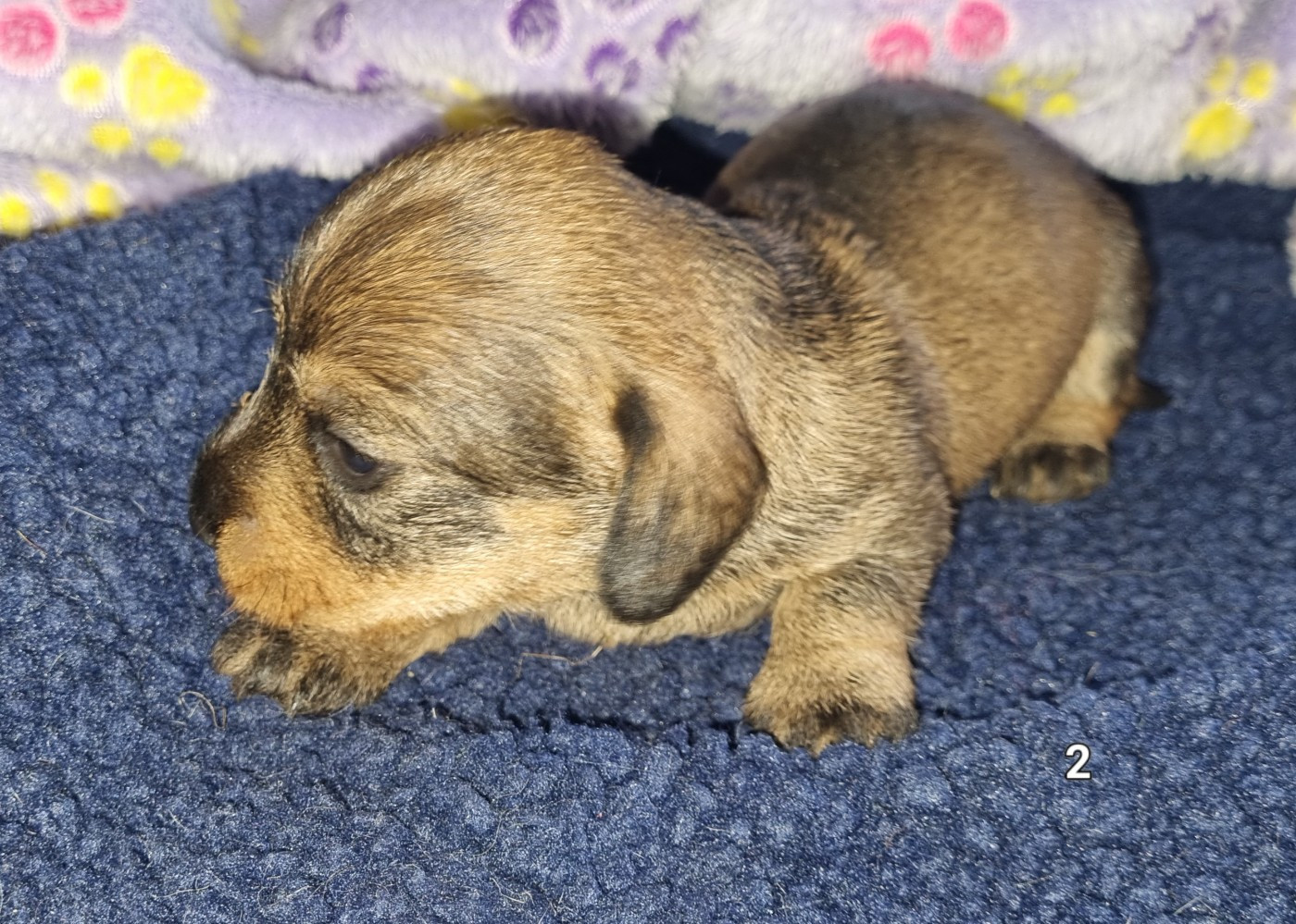 Du logis de beaumanoir - Chiots disponibles - Teckel poil dur