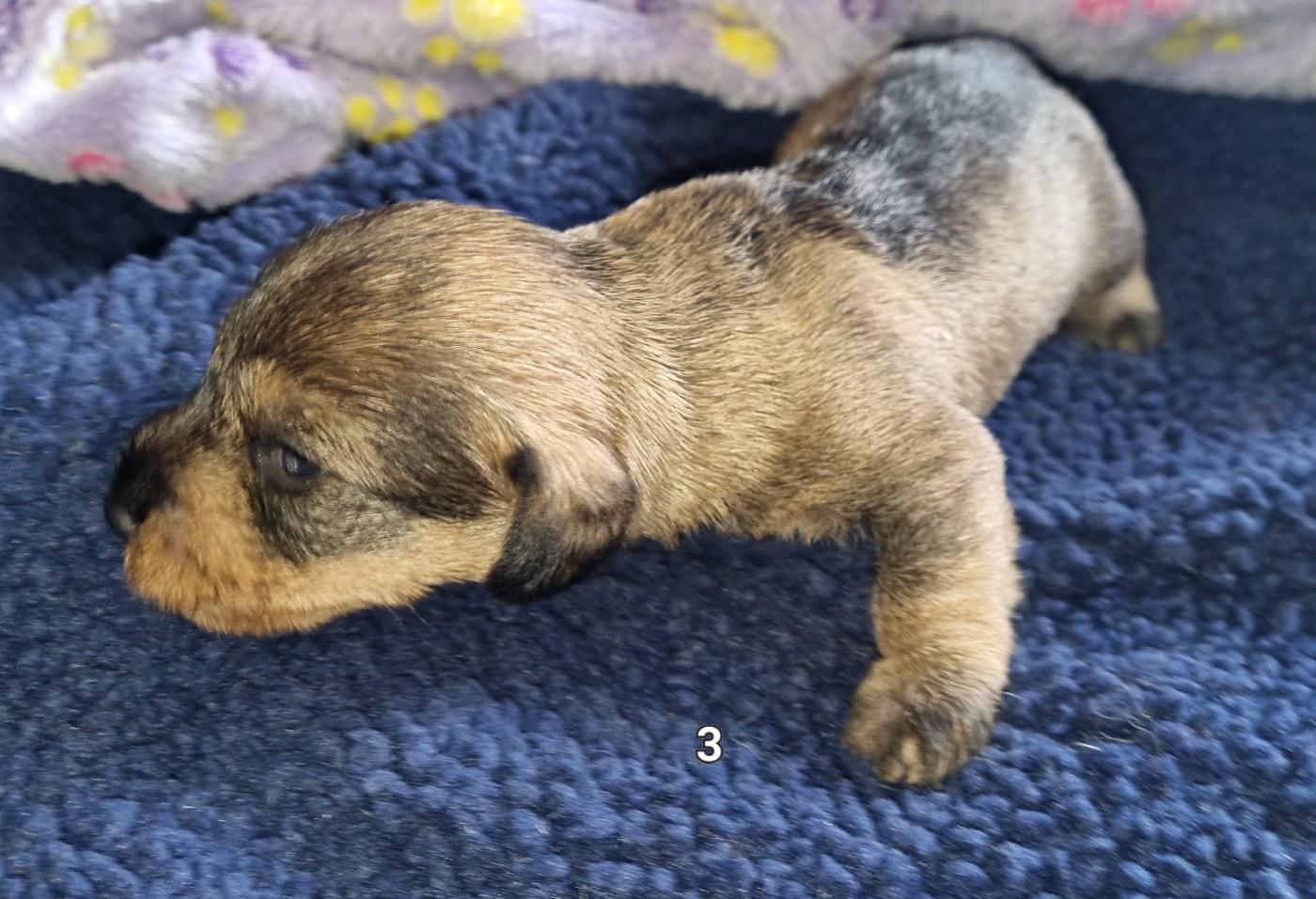 Du logis de beaumanoir - Chiots disponibles - Teckel poil dur