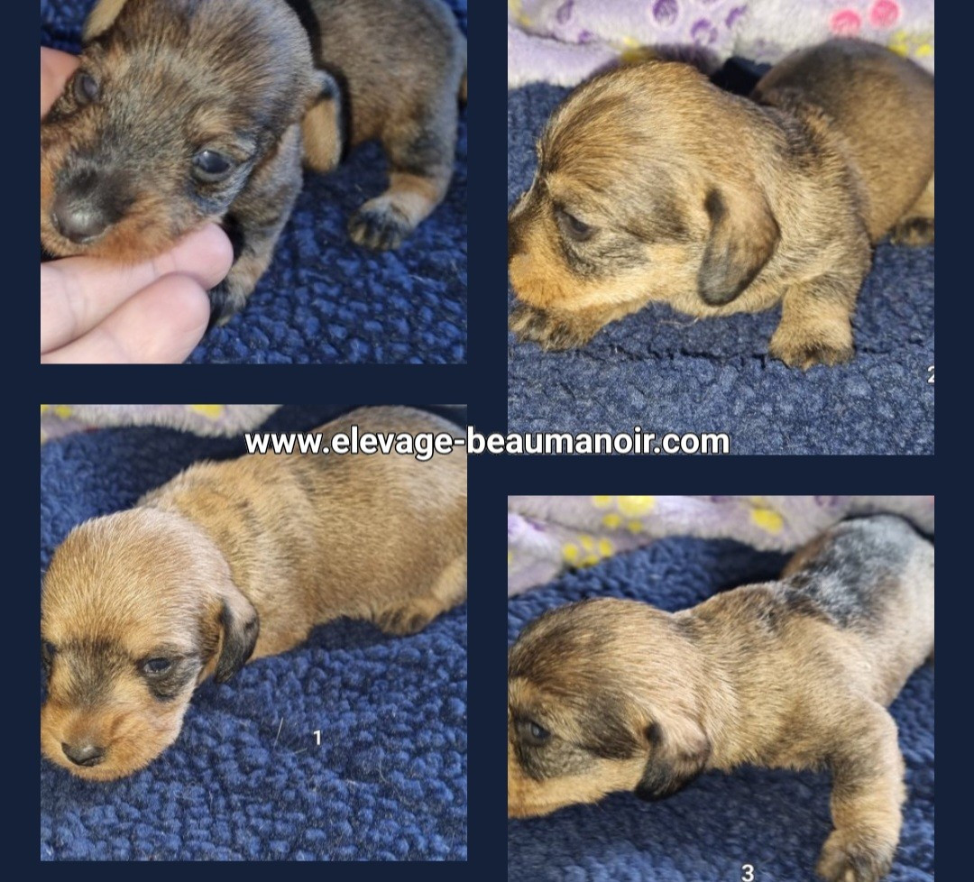 Chiot Teckel poil dur Du logis de beaumanoir