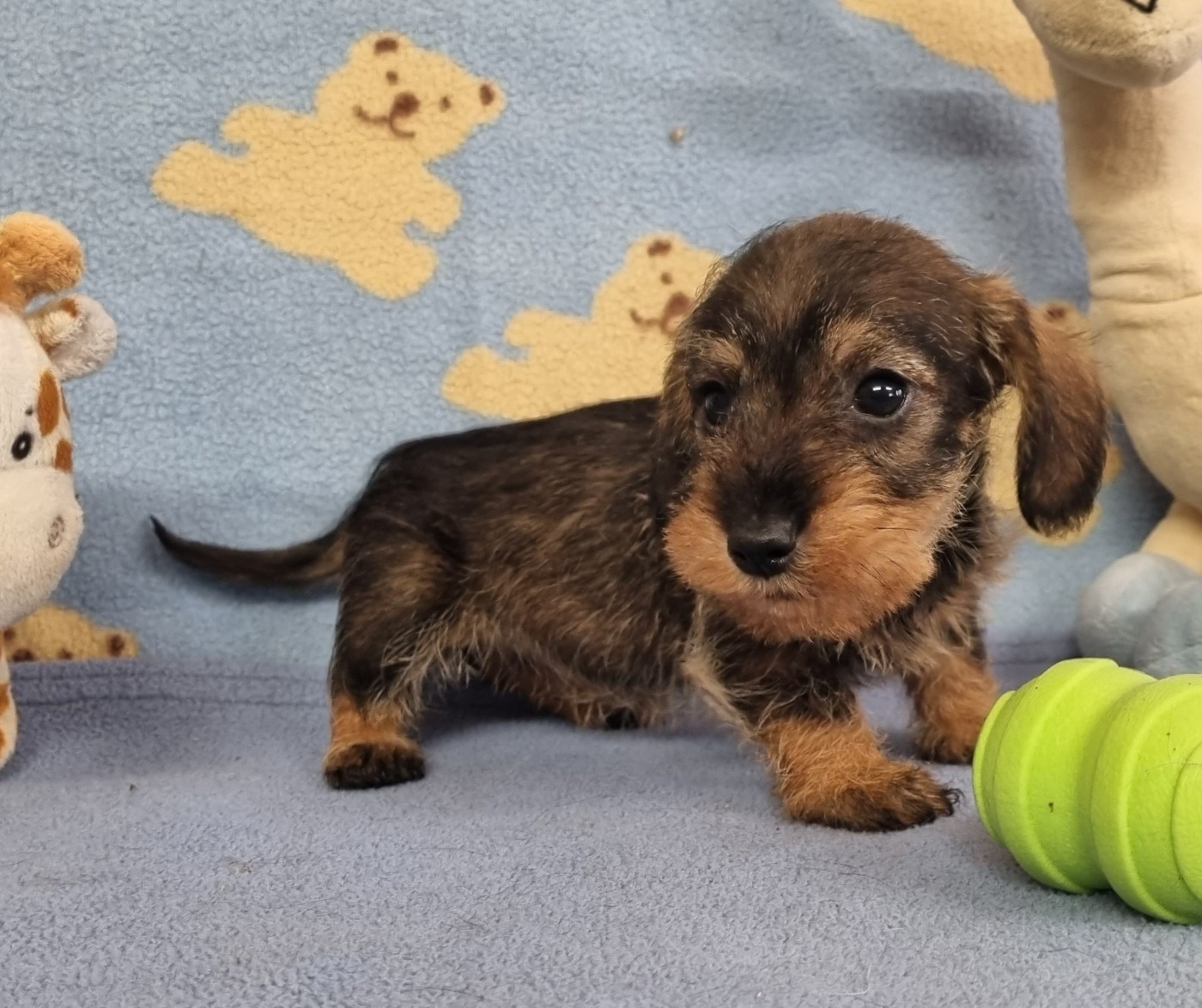 Du logis de beaumanoir - Chiots disponibles - Teckel poil dur