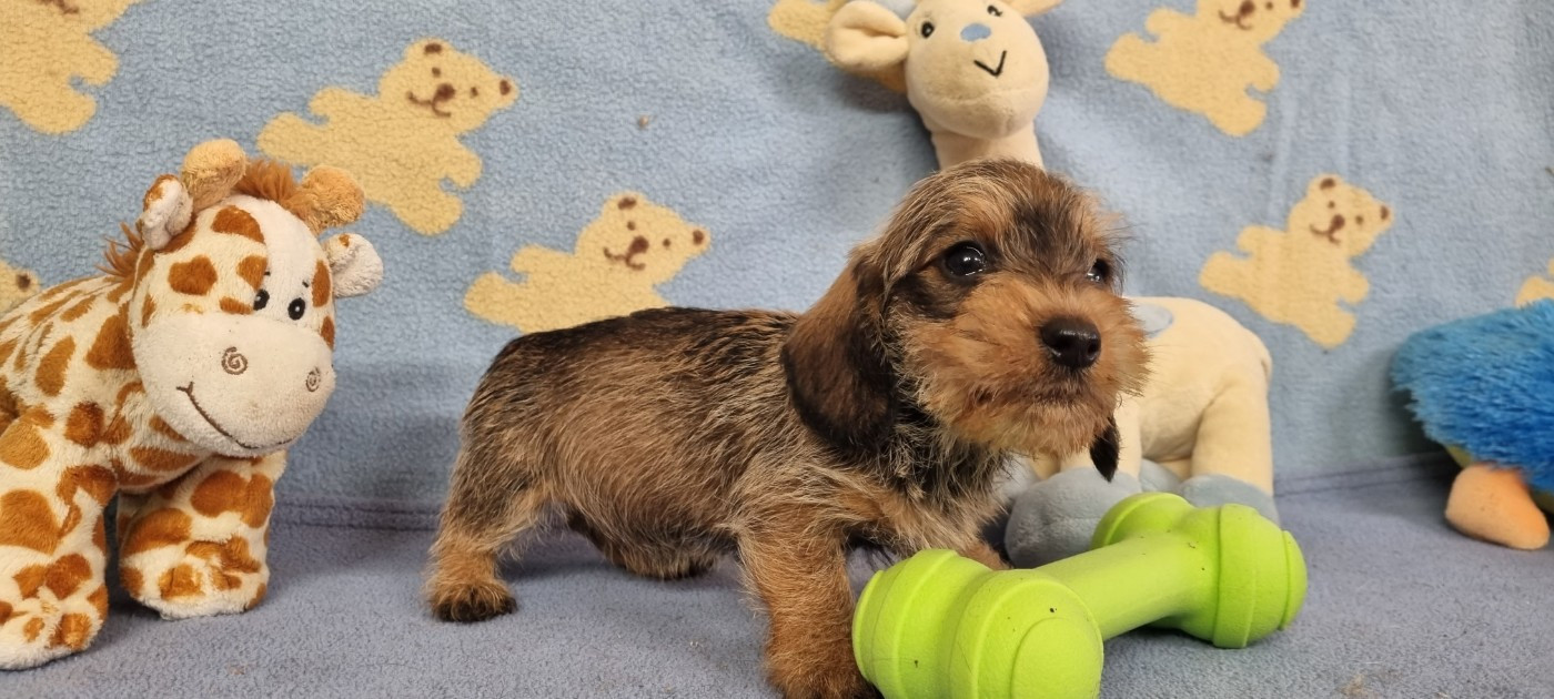 Du logis de beaumanoir - Chiots disponibles - Teckel poil dur