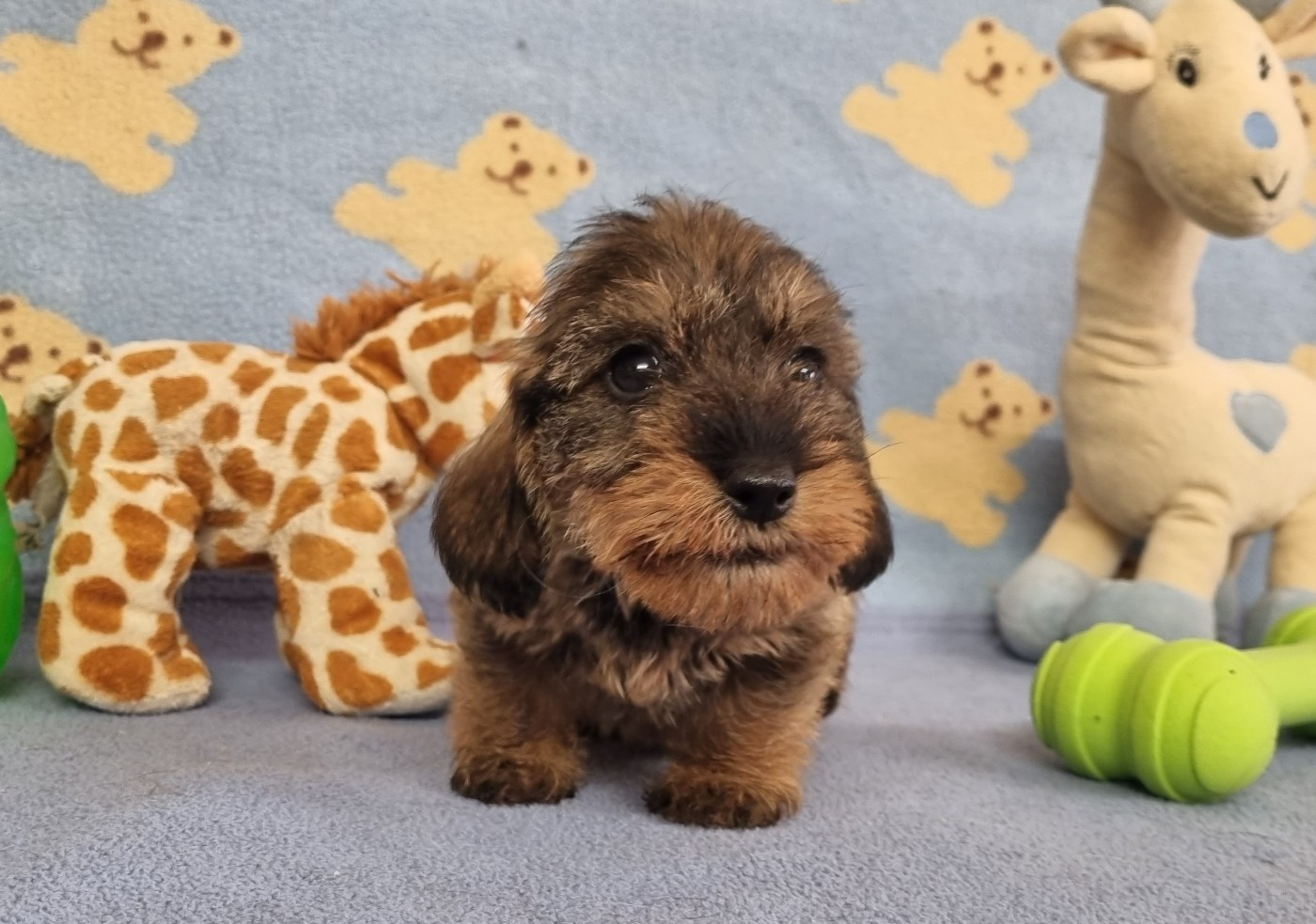 Du logis de beaumanoir - Chiots disponibles - Teckel poil dur