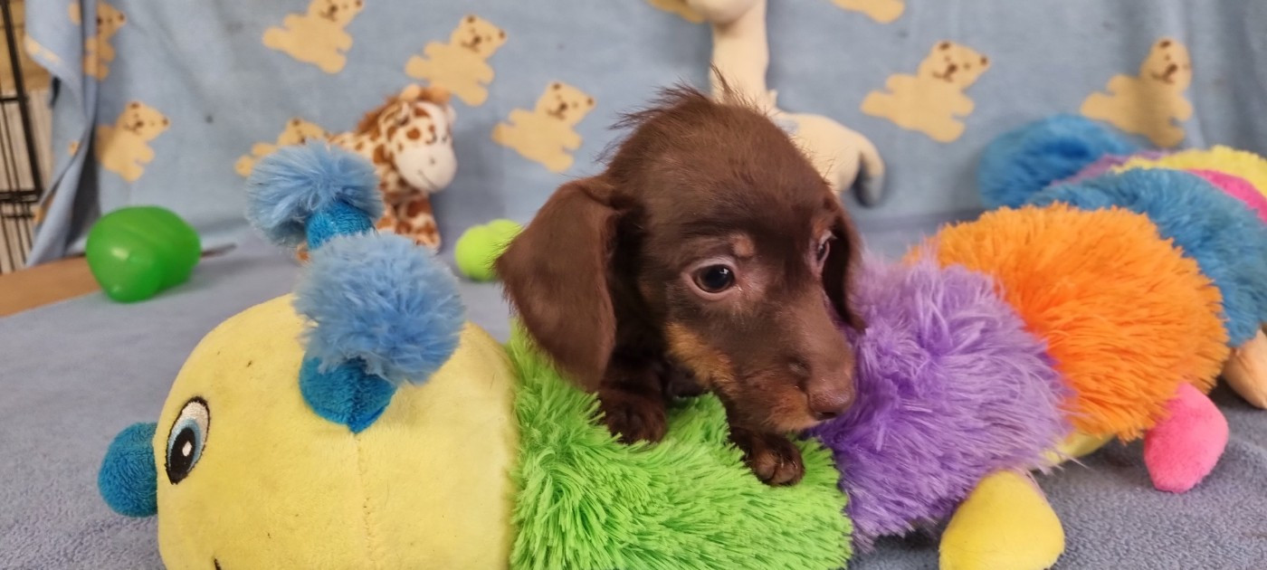 Du logis de beaumanoir - Chiots disponibles - Teckel poil dur