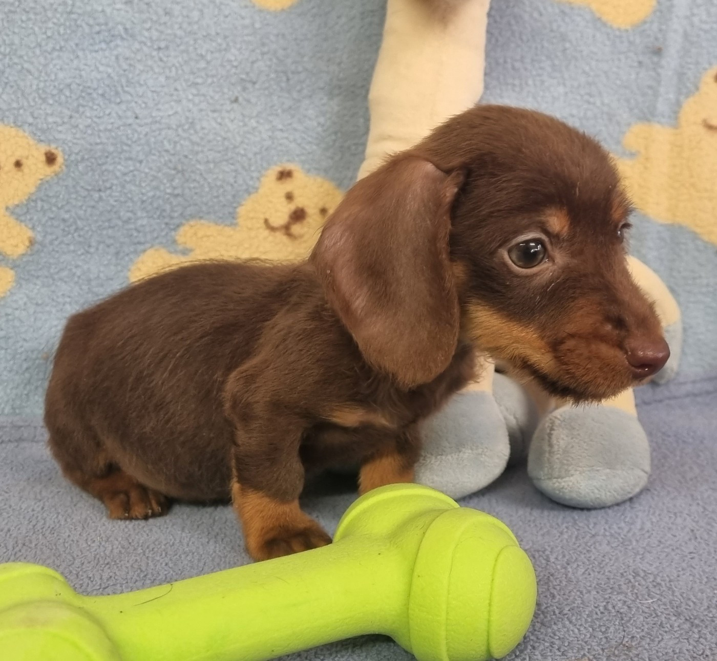 Du logis de beaumanoir - Chiots disponibles - Teckel poil dur