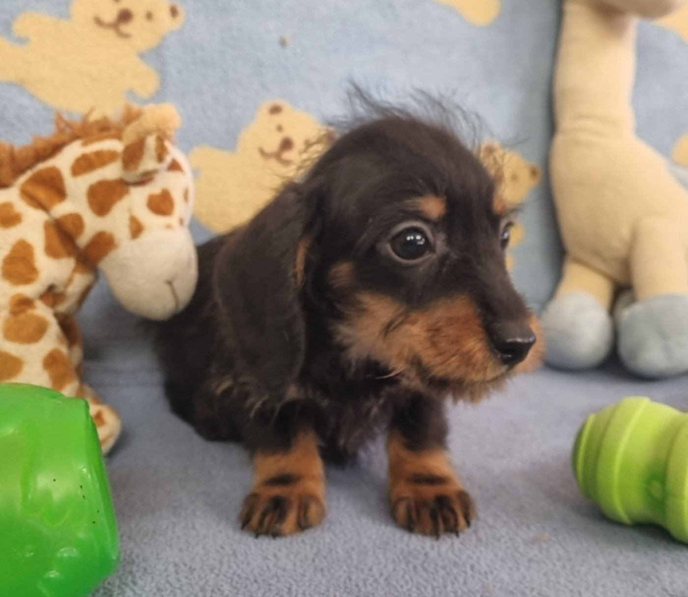 Du logis de beaumanoir - Chiots disponibles - Teckel poil dur