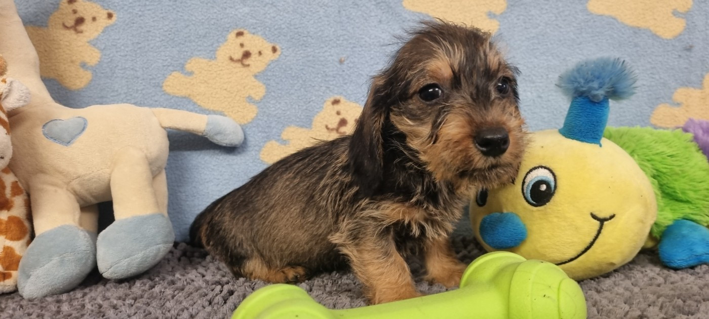 Du logis de beaumanoir - Chiots disponibles - Teckel poil dur