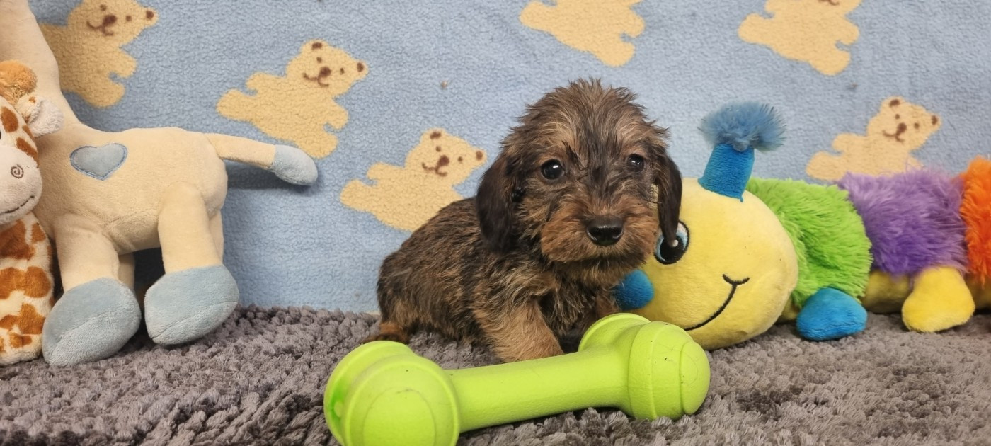 Du logis de beaumanoir - Chiots disponibles - Teckel poil dur