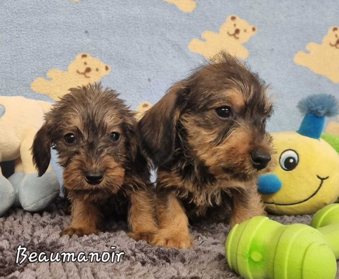 Chiot Teckel poil dur Du logis de beaumanoir