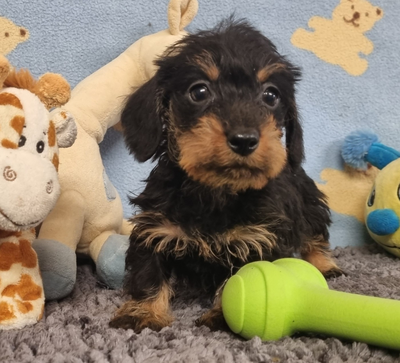 Du logis de beaumanoir - Chiots disponibles - Teckel poil dur