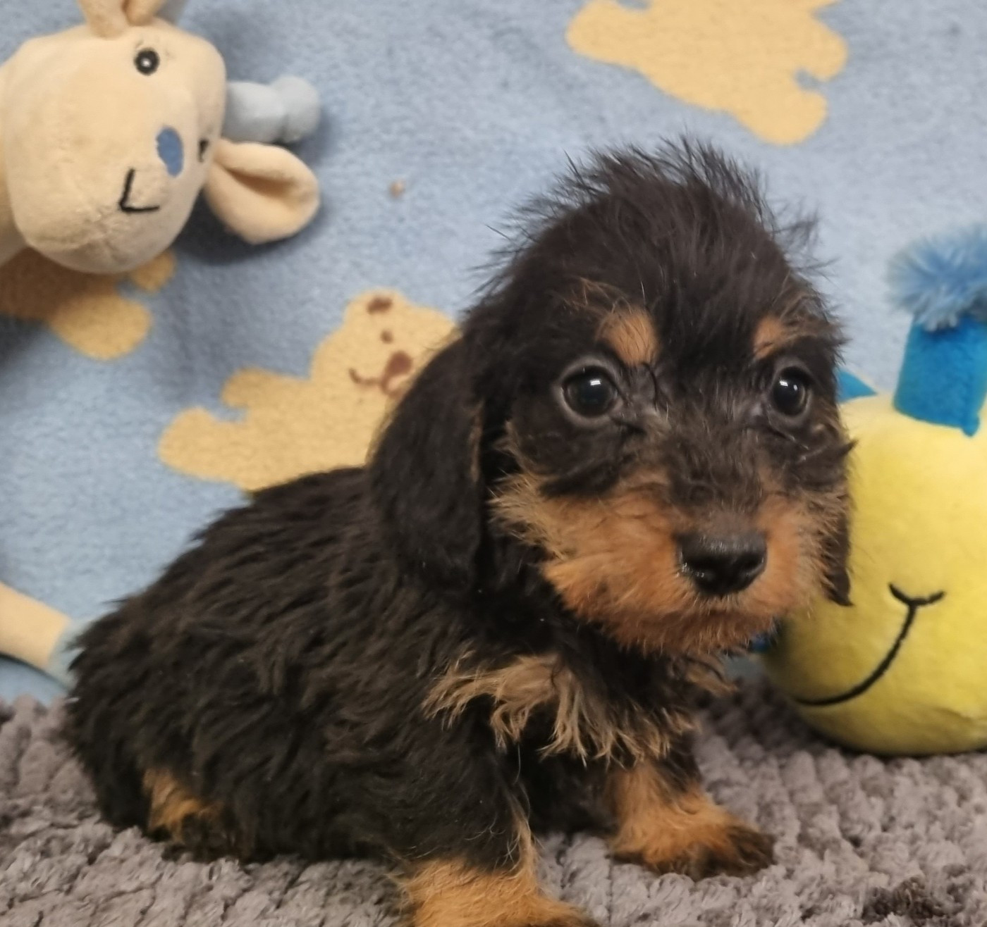 Du logis de beaumanoir - Chiots disponibles - Teckel poil dur