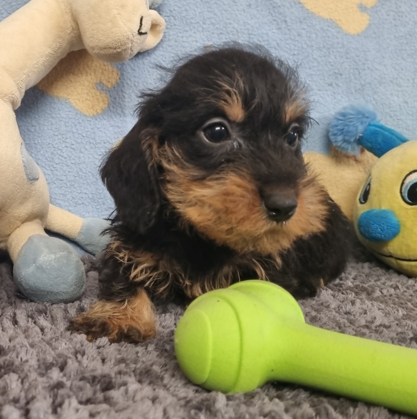 Du logis de beaumanoir - Chiots disponibles - Teckel poil dur