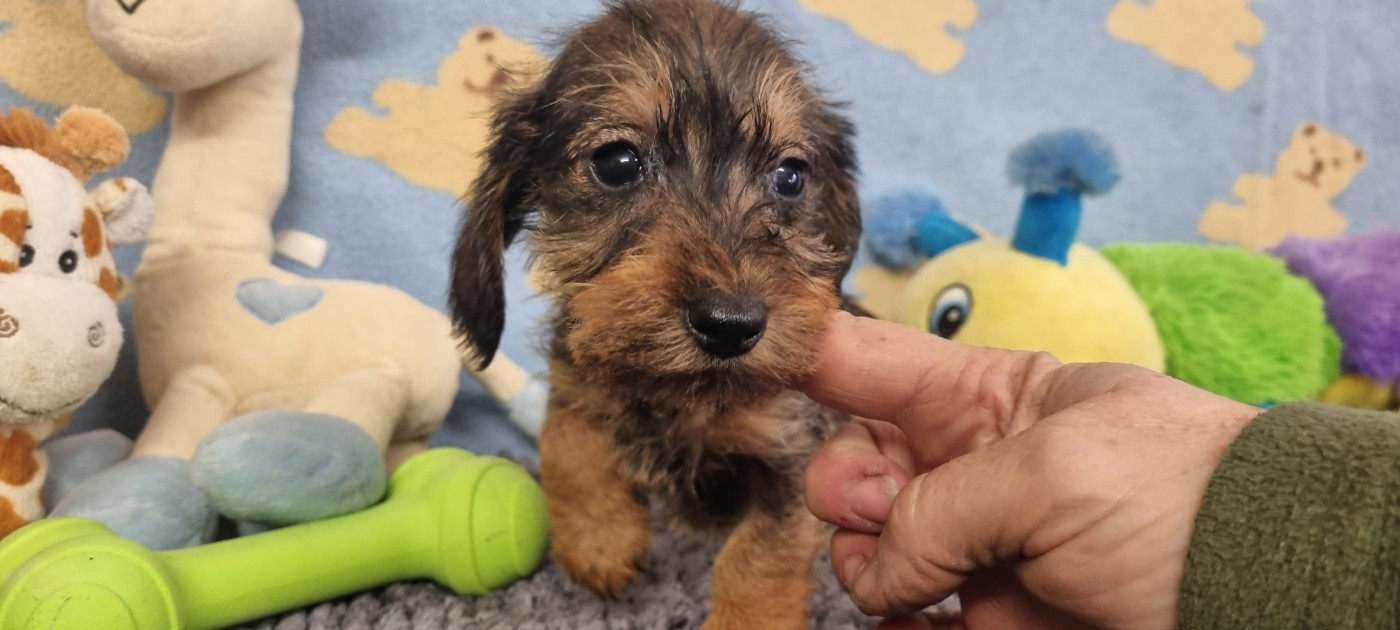 Du logis de beaumanoir - Chiots disponibles - Teckel poil dur