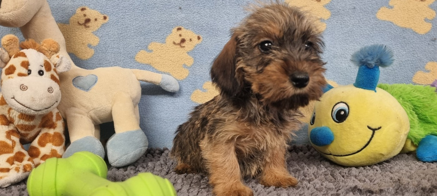 Du logis de beaumanoir - Chiots disponibles - Teckel poil dur