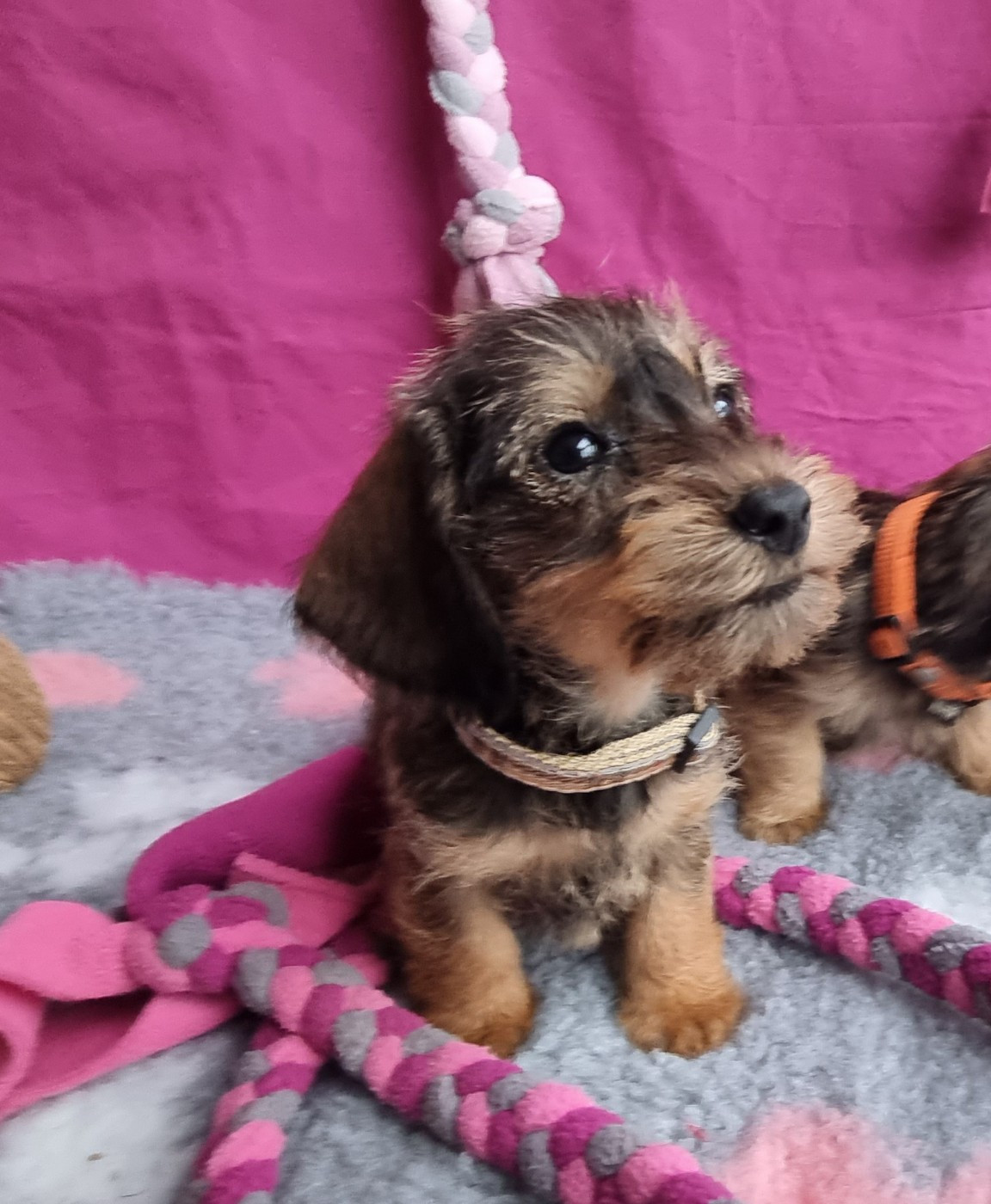 Du logis de beaumanoir - Chiots disponibles - Teckel poil dur