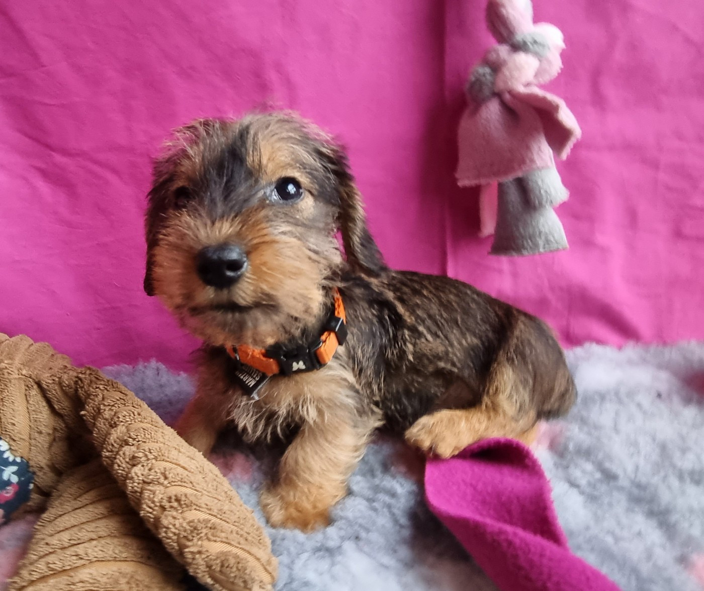 Du logis de beaumanoir - Chiots disponibles - Teckel poil dur