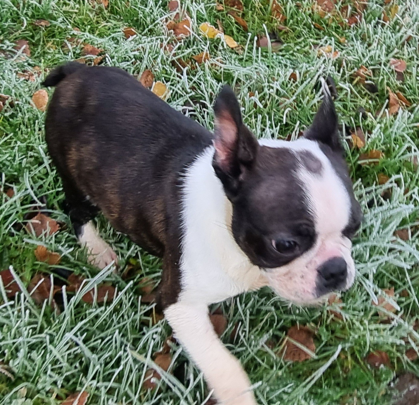 Du logis de beaumanoir - Chiots disponibles - Boston Terrier