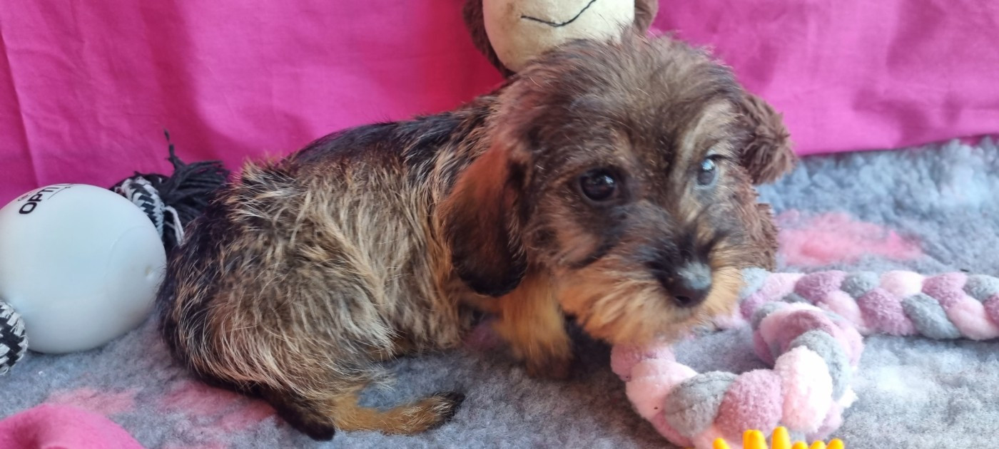 Du logis de beaumanoir - Chiots disponibles - Teckel poil dur