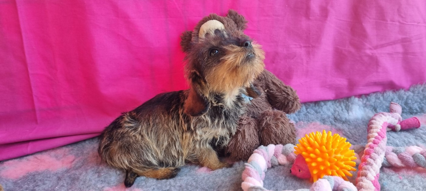 Du logis de beaumanoir - Teckel poil dur - Portée née le 09/10/2025