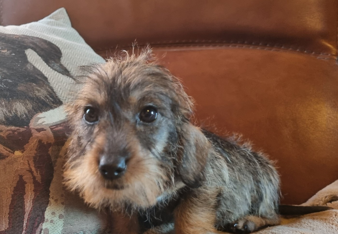 Du logis de beaumanoir - Chiots disponibles - Teckel poil dur