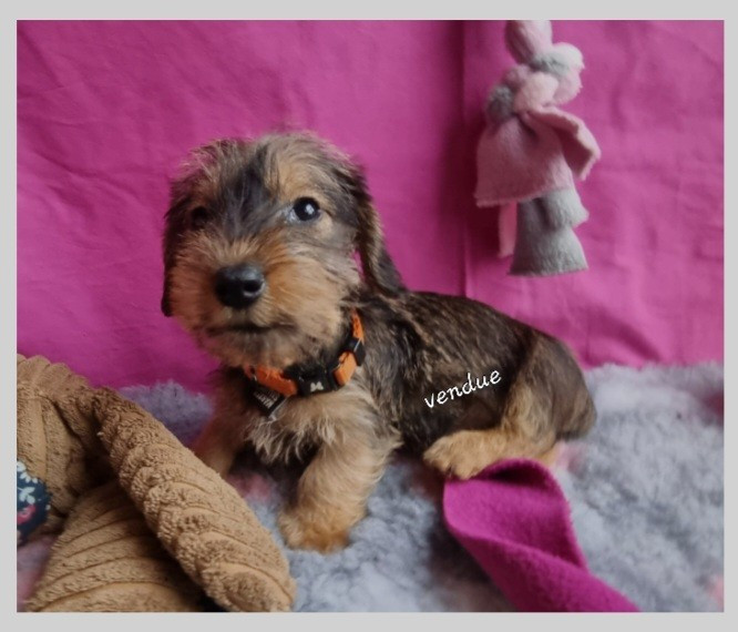 Du logis de beaumanoir - Teckel poil dur - Portée née le 28/09/2025