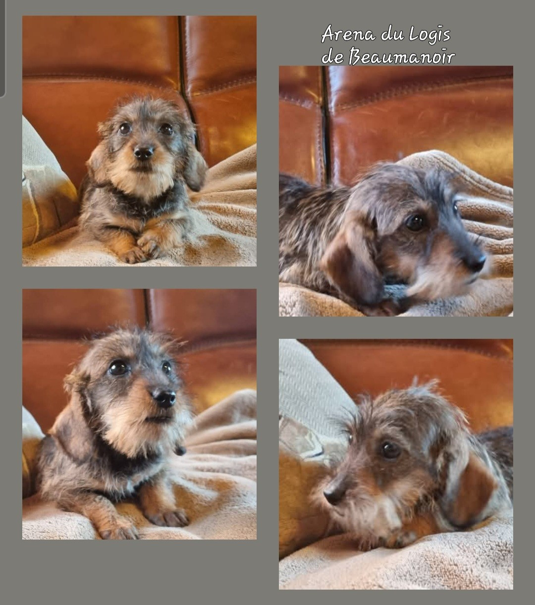 Du logis de beaumanoir - Teckel poil dur - Portée née le 09/10/2025