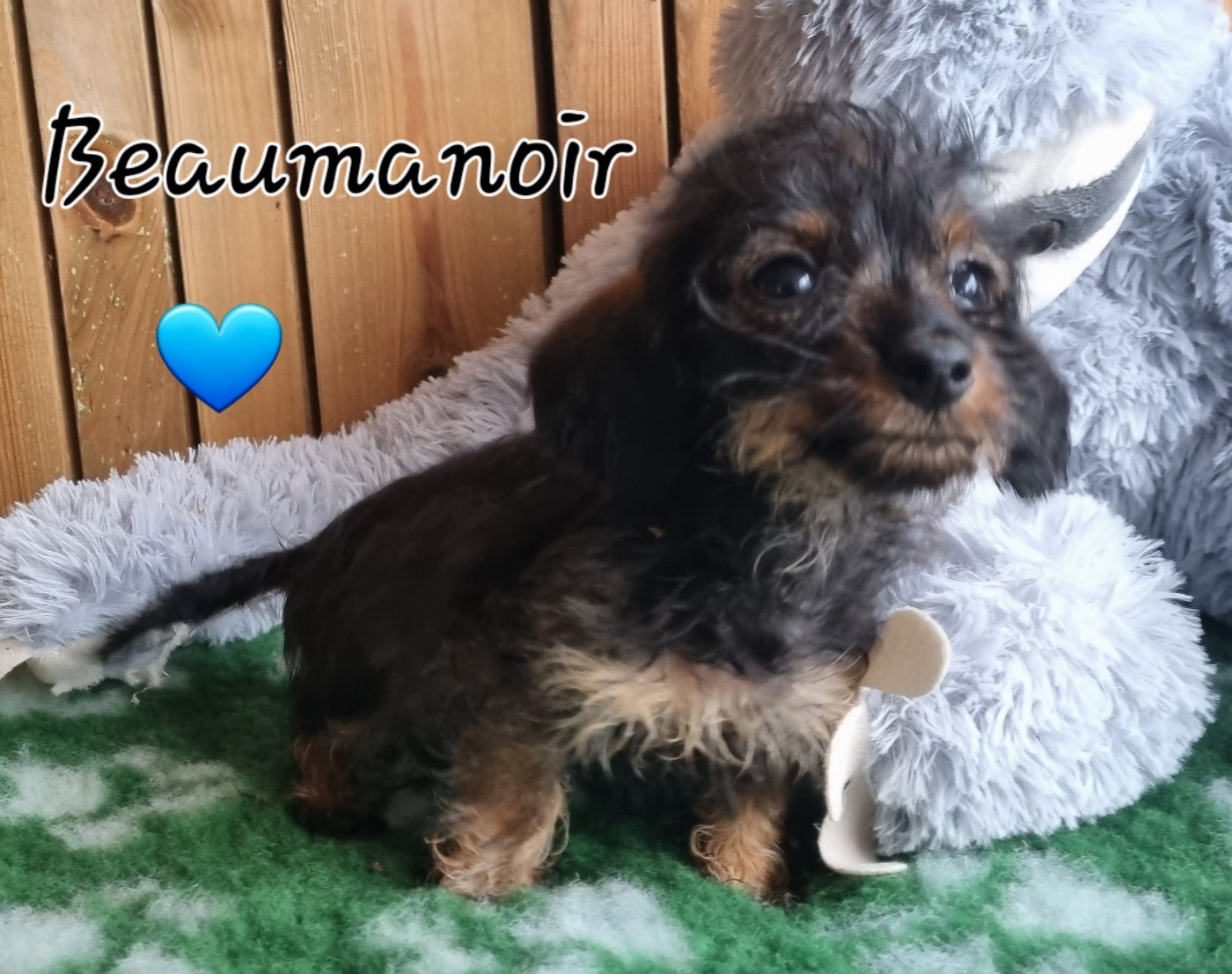 Du logis de beaumanoir - Chiots disponibles - Teckel poil dur