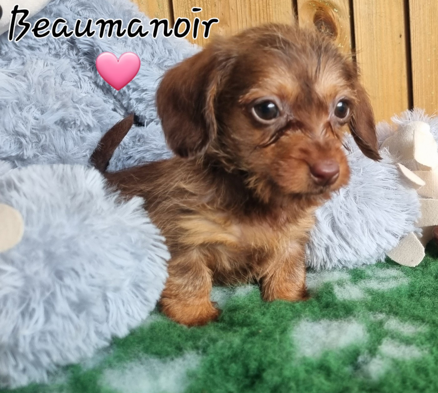 Du logis de beaumanoir - Chiots disponibles - Teckel poil dur
