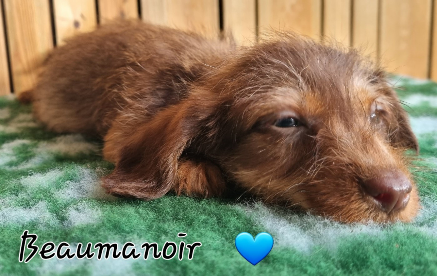 Du logis de beaumanoir - Chiots disponibles - Teckel poil dur